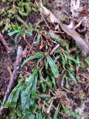 Grammitis stenophylla