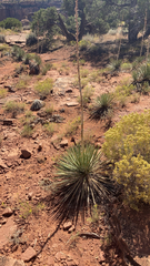 Yucca angustissima
