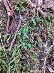 Grammitis stenophylla