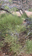 Ephedra viridis