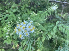 Doellingeria umbellata