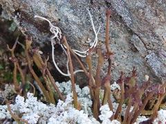 Cladonia cornuta