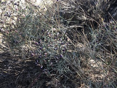 Scutellaria mexicana