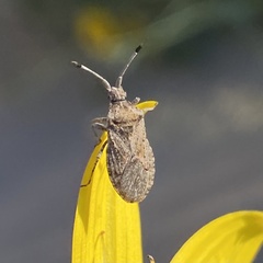 Scolopocerus