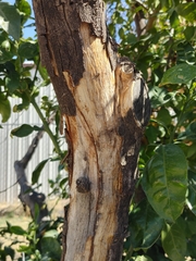 Citrus paridisi