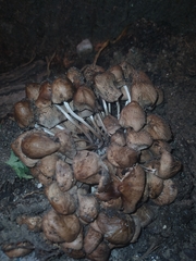 Coprinellus micaceus