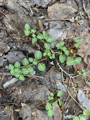 Euonymus fortunei