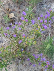 Dieteria canescens