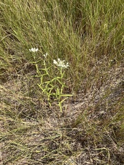 Eupatorium leucolepis