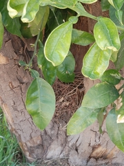 Citrus paridisi