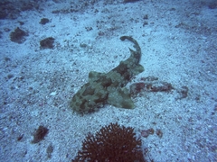 Orectolobus maculatus