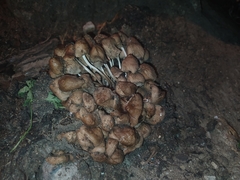 Coprinellus micaceus