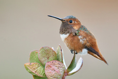 Allen's Hummingbird photo 2
