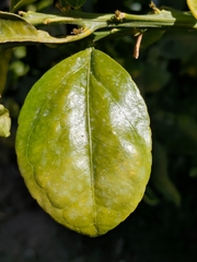 Citrus paridisi