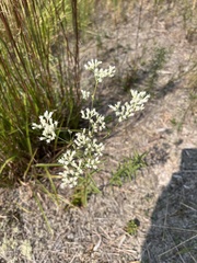 Eupatorium leucolepis
