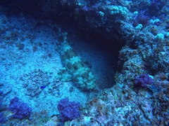 Orectolobus maculatus