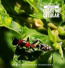 Pseudomyrmex