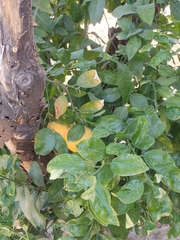 Citrus paridisi