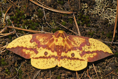 Eacles imperialis pini