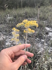 Solidago nemoralis