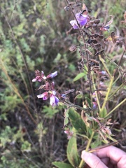 Desmodium canadense