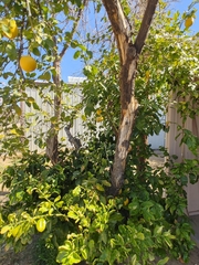 Citrus paridisi
