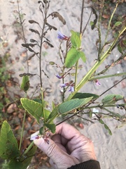 Desmodium canadense