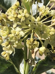 Asclepias erosa