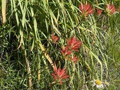 Castilleja linariifolia