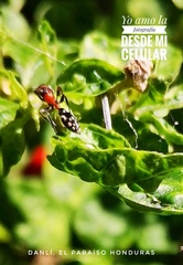 Pseudomyrmex