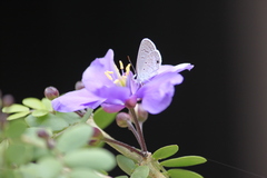 Echinargus