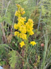 Solidago uliginosa