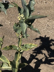 Asclepias erosa