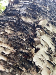 Betula alleghaniensis