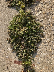 Polygonum arenastrum