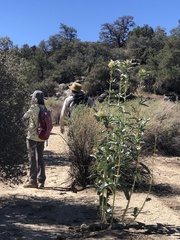 Asclepias erosa