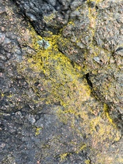 Chrysothrix candelaris