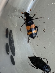 Nicrophorus marginatus