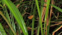 Euphyes dukesi calhouni