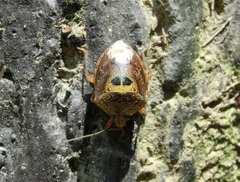 Axiagastus rosmarus