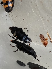 Nicrophorus marginatus