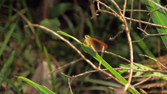 Euphyes dukesi calhouni