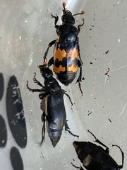 Nicrophorus marginatus
