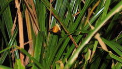 Euphyes dukesi calhouni