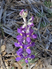 Lupinus excubitus