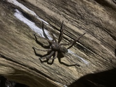 Dolomedes tenebrosus