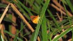 Euphyes dukesi calhouni