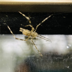 Cryptachaea gigantipes