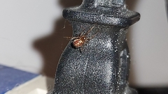 Steatoda borealis