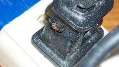 Steatoda borealis